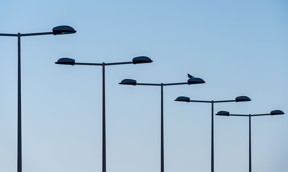 A row of sleek LED street lights lined up against a clear blue sky, with a bird perched on one of the lights.